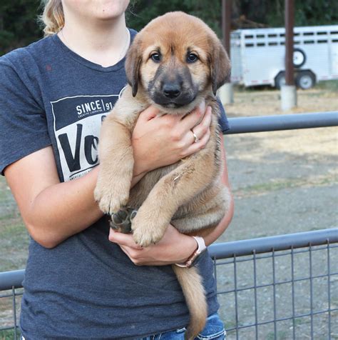 If you are looking for puppies for sale, look no further. Anatolian Shepherd Puppies for Sale - Marble Peaks Ranch