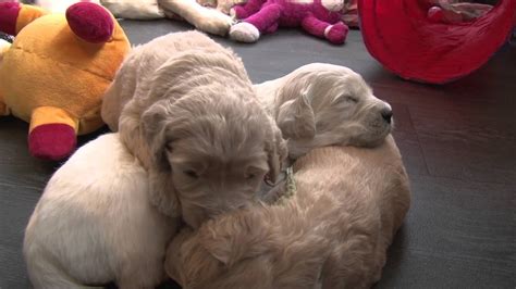 If you are looking for a breeder who can educate you further about the breed and help you find your new family member, you are in the right place. Goldendoodle pups - Kings Goldendoodle Europe - YouTube