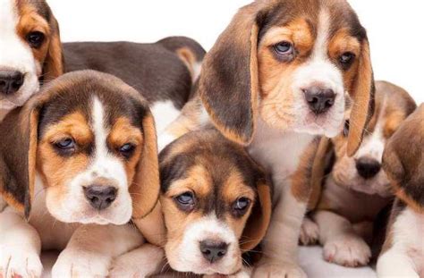 Dogs under 15 pounds, and dogs and cats over 10 years may require more than one visit to complete their package. Find Beagle Puppies Breeders Near Me | petswithlove.us