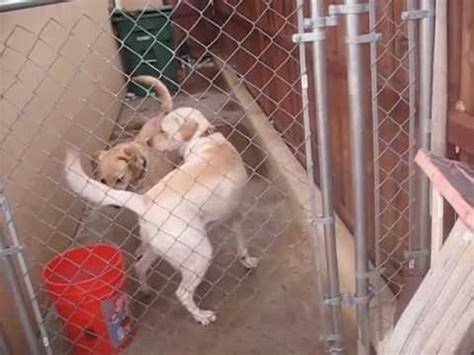 This should never be done as you can cause pain to the dogs. Dog Breeding AND THEY GET STUCK! - YouTube