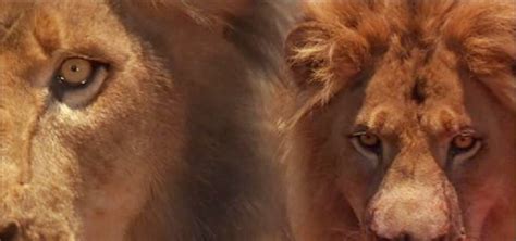 Consulta toda la programación de tv de ayer. Malvaditos: Leones de Tsavo