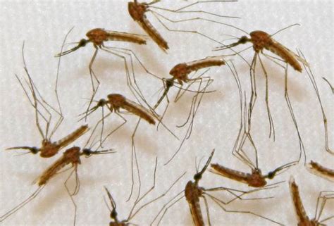 Tumbuhan paku adalah sekelompok tumbuhan yang memiliki sistem pembuluh sejati (tracheophyta), meskipun tumbuhan ini tidak pernah menghasilkan biji untuk berkembang biak. Tiada kes malaria manusia manusia jangkitan tempatan ...