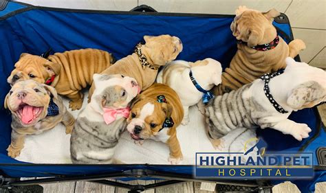 We are committed to providing health care to the community in a competent, nurturing, and healing environment. Highland Pet Hospital - Home | Facebook