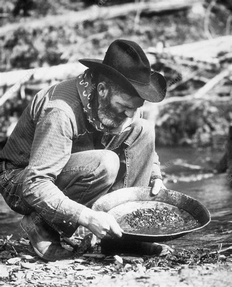 Even experienced miners with a lifetime of. Gold panning - Stock Image - V250/0014 - Science Photo Library