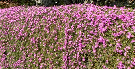 10 piante da balcone sempreverdi. Le piante grasse con i fiori dai colori più belli ...