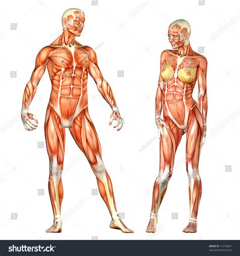 Learn about human body hair and why we have hair on our bodies. Human Body Anatomy - Man And Woman Stock Photo 11476681 ...