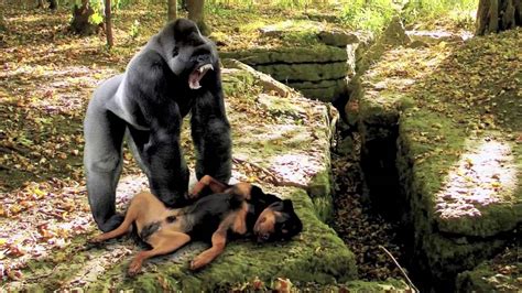 Who will win in a fight between the gorilla vs lion? GORILLA VS. ROTTWEILER!!! - YouTube