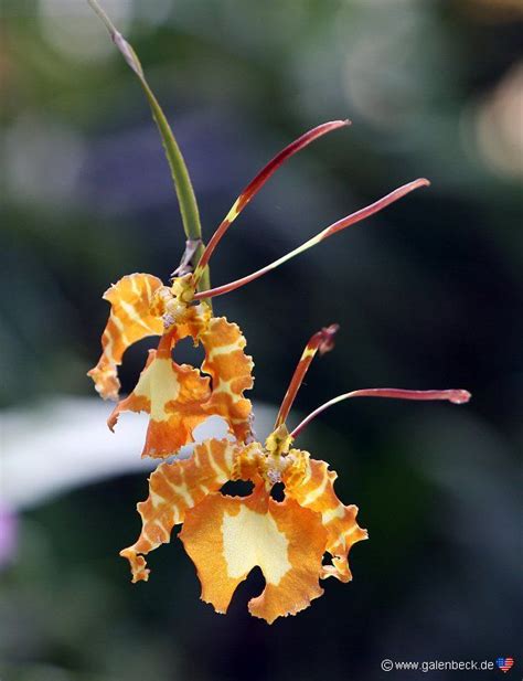 Samfundet udgiver et månedligt magasin, orchids, the bulletin of the american orchid society og giver information om. american orchid society | ... American Orchid Society ...