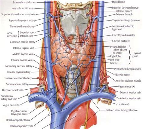 In radiology, the 'head and neck' refers to all the anatomical structures in this region excluding the central nervous system, that is, the brain and spinal co. 3.2 Gross Anatomy of the thyroid gland and its anatomical ...