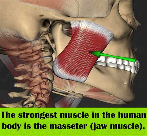 Strongest muscle in the body is present in. The strongest muscle in the human body is the masseter ...