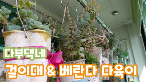 다부댁네 걸이대와 베란다 다육이 Korean succulent plants # 다육이를부탁해 - YouTube