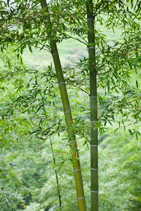 Discover sagano bamboo forest in kyoto, japan: Bamboo Forest Canopy, Fisheye Stock Photo - Image of maui ...