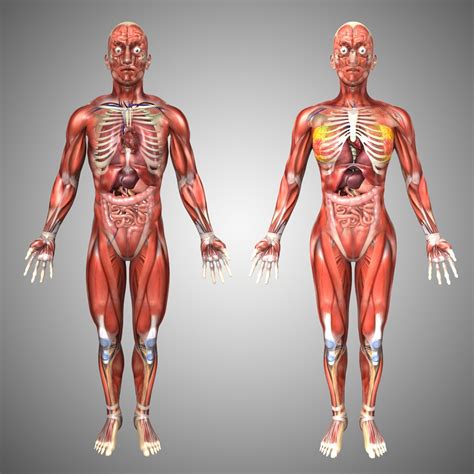 Hey all, this is a model i created to use as reference. human male female anatomy 3d model