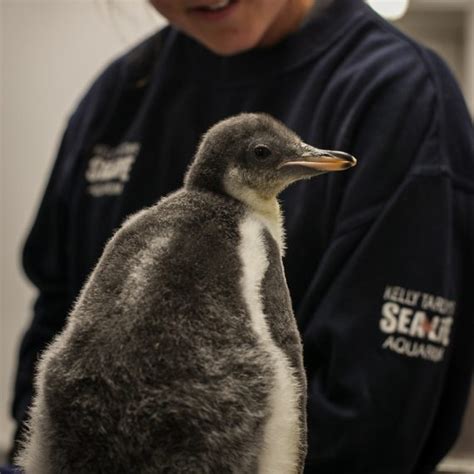 Gentoo penguins have been known to make as many as 450 dives per day to forage for food. Move Media | Sea Life Kelly Tarltons Gentoo Penguin Chicks