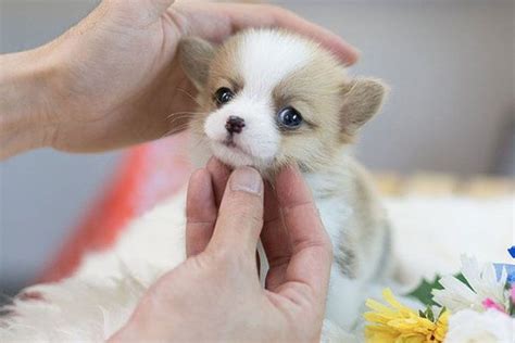 Find corgi puppies for sale and dogs for adoption. Pin on Baby chihuahua