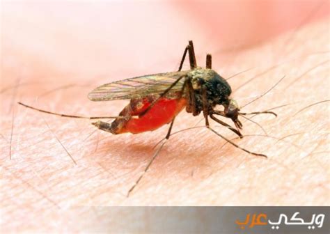 مرض الملاريا عبارة عن عدوى ناجمة عن طفيلي أحادي الخلية، يتغلغل لمجرى الدم عن طريق لسعة البعوض من نوع الأنوفيلية. معلومات عن فايروس الملاريا - ويكي عرب