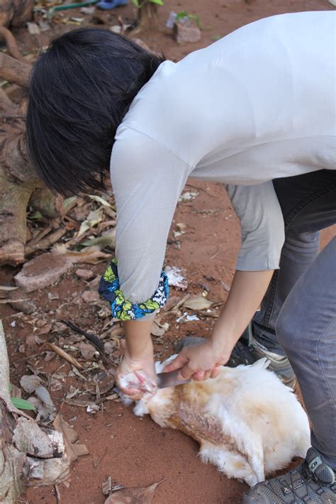 Goats thrown, cut, killed for mohair—help them now! Musings from Mozambique: How to Kill a Chicken (photo ...