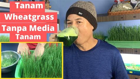 Kang eman farm 17 november 2020. Cara Menanam Wheatgrass (Rumput Gandum) tanpa Media Tanam ...