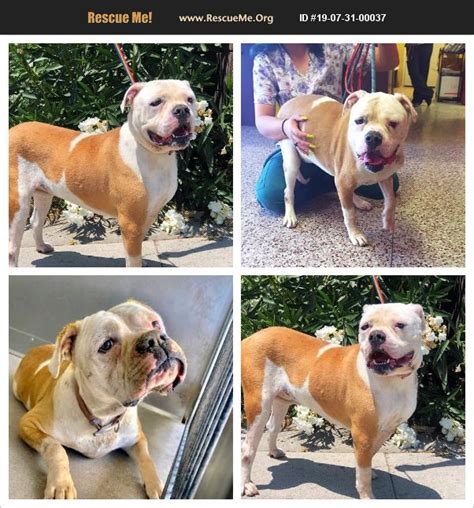 Links to books about american bulldogs. ADOPT 19073100037 ~ American Bulldog Rescue ~ Duluth, MN