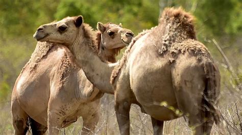 Camel filet mignon roast and camel full tenderloin roast. Unusual foods appearing on Queensland restaurant menus ...