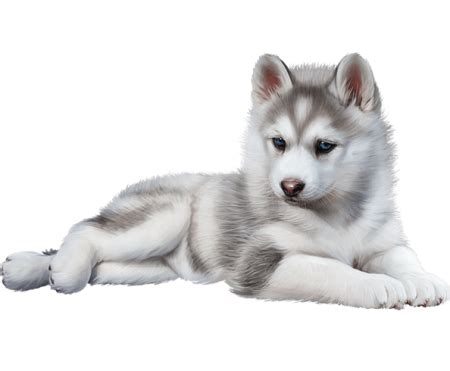 They even have puppies for sale that aren't even born yet! Siberian Husky Price in Pune | Siberian Husky | Doggywala