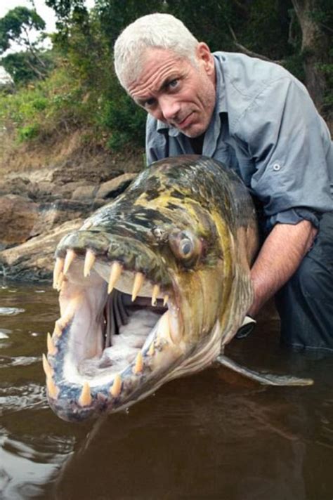 Aka terungkap bawha begitu dia sudah sampai di rumah sakit dalam keadaan putus asa. River Monsters returns for an eighth series | Daily Mail ...