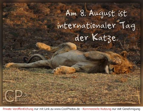 Heute ist internationaler tag der katze was wäre die welt (und das internet ) ohne euch? CoolPhotos.de - Am 8. August ist internationaler Tag der ...