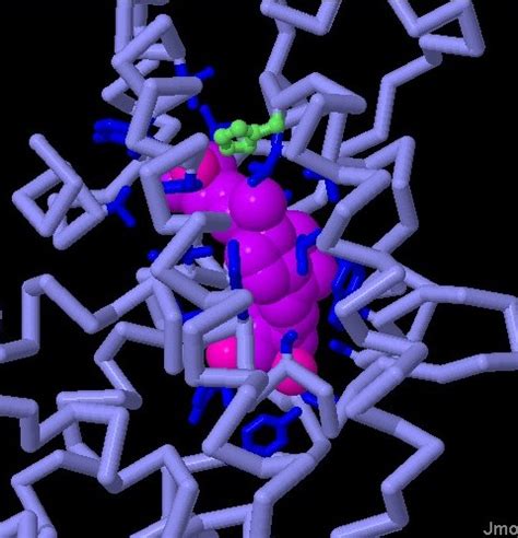 Lo zinco nel sangue è legato alle proteine in due forme: Recettore della vitamina D