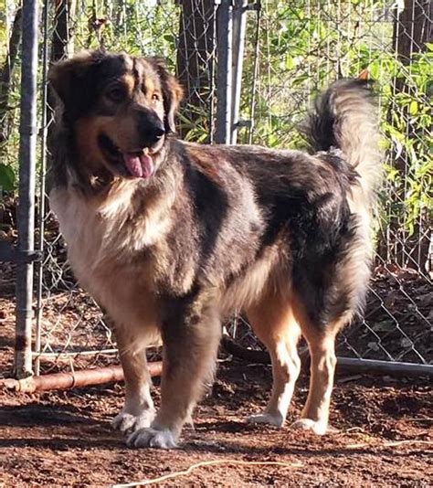 But there are many other points of interest around savannah listed on vrbo where you can find your place to stay. Adopt John Wayne on | Pet search, Australian shepherd, Pets