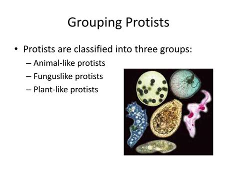 We did not find results for: PPT - Animal-like Protists and Funguslike Protists ...