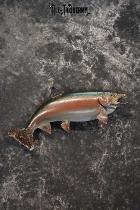 Maybe you would like to learn more about one of these? Rainbow Trout fish taxidermy mount for sale SKU 1824 - All ...