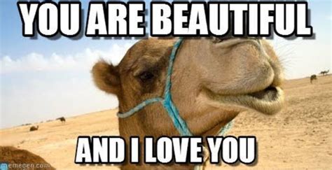 I love you for all that your are, all that you have been, and all that you're yet to be. #cats the musical #love quotes #funny love quotes #shipping meme #demestrap #tuggoffelees #calonzo. You are beautiful and i love you Camel Meme | Picsmine