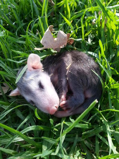 Place the trap for at least 5 to 6 miles away from your property and open the cage when the possum get caught. Me and my SO found an abandoned baby opossum at the park ...