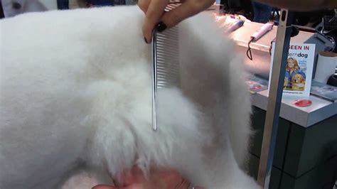 Here's how to brush a poodle's hair for best grooming results: maxresdefault.jpg