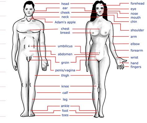 There are those parts located outside (external body parts) and others located inside the body (internal body parts) name*. Parts of Body for School Going Students in English or ...