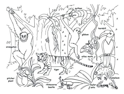 Animal phyla are usually defined by Rainforest Drawing For Kids at GetDrawings.com | Free for personal use Rainforest Drawing For ...