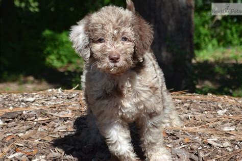 Parents are genetically health tested and they come with a one year. Merle Haggard: Labradoodle puppy for sale near Ocala ...