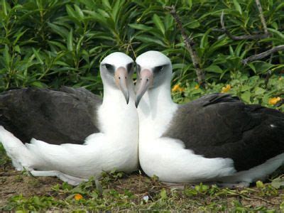 La conducta homosexual está extendida en el reino animal y ...