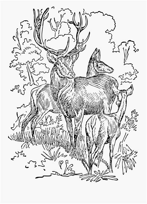 Select from 35970 printable crafts of cartoons, nature, animals, bible and many more. Red Deer - Adult Stag Coloring Page , Free Transparent ...