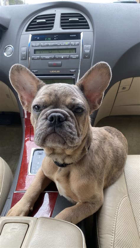 If you need french bulldog stud service take a look here. French Bulldog Puppies For Sale | Houston, TX #323289