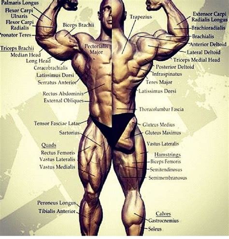 Bodybuilding full human muscular anatomy chart in 2019. Muscle chart Lift Strong Live Long ...