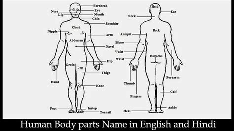 This is a list of baby girls body parts name in hindi. मानव शरीर के प्रमुख अंगो के नाम हिंदी में | Name of Body ...