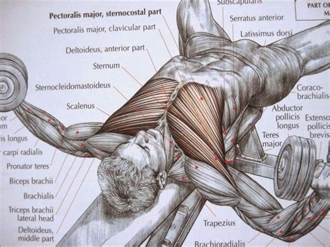 The pecs attach to the humerus near the shoulder joint and originate on the breastbone in the center of the chest. Chest Muscles Exercise - Best Way To Build Chest Muscle ...