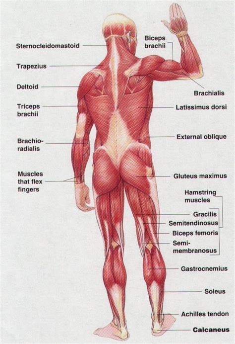 The muscular system contains more than 600trusted source muscles that work together to enable the full functioning of the body. muscle chart #dental #poker Get your free trial here ...