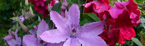 The clematis cultivars shown on this website are in commercial production by j. Classic Combination of Flowers: Clematis and Roses