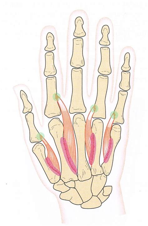 We did not find results for: The muscles of the arm and hand - Anatomy-Medicine.COM