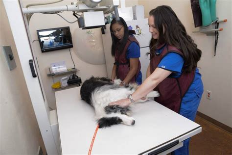 Maybe you would like to learn more about one of these? Veterinary Services in Las Vegas, NV | Companion Animal ...