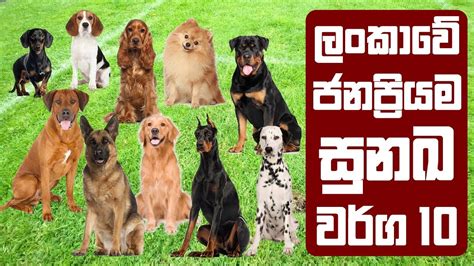 Dog price in sri lanka 2021. ලංකාවේ ජනප්‍රියම සුනඛ වර්ග 10 | Most Popular Dog Breeds in ...