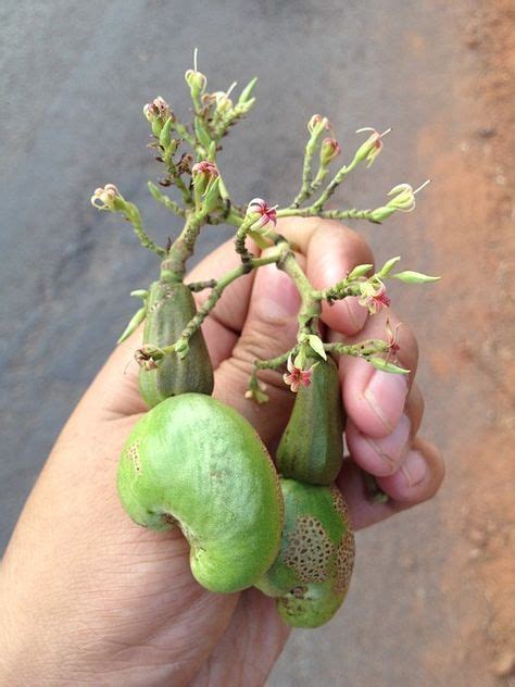 Cashew trees available on the site are used for distinct purposes that cater to everyday lives and are known to be. How to Grow Cashew from Seeds ! Grow Cashew Tree ! Grow ...