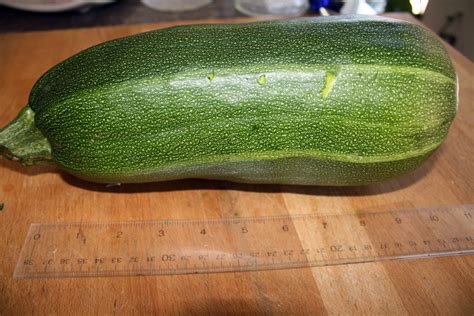 It does take a little bit longer than some recipes because i suggest draining the zucchini, but most of the time is hands off. Harvesting a giant zucchini - No Ordinary Homestead